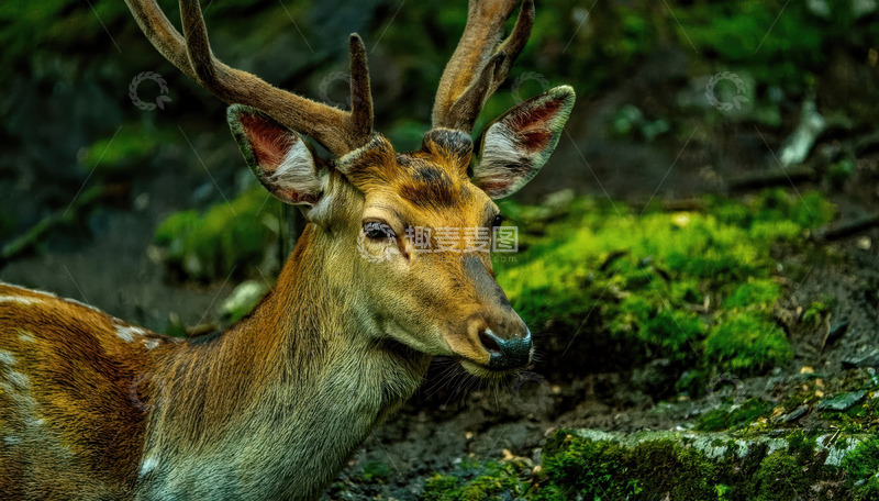 高清大图下载【趣麦麦图】苔藓覆盖地旁的带角鹿