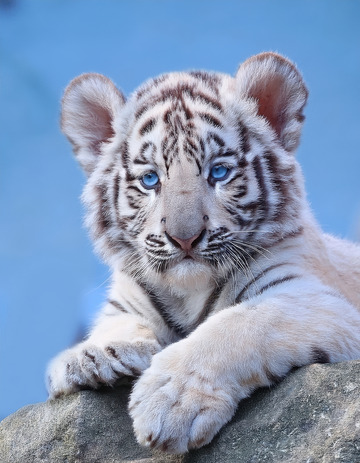 蓝天下乖巧的小白虎