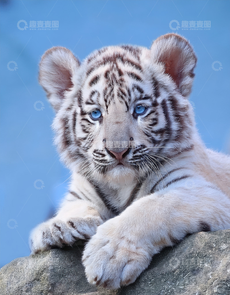 高清大图下载【趣麦麦图】蓝天下乖巧的小白虎