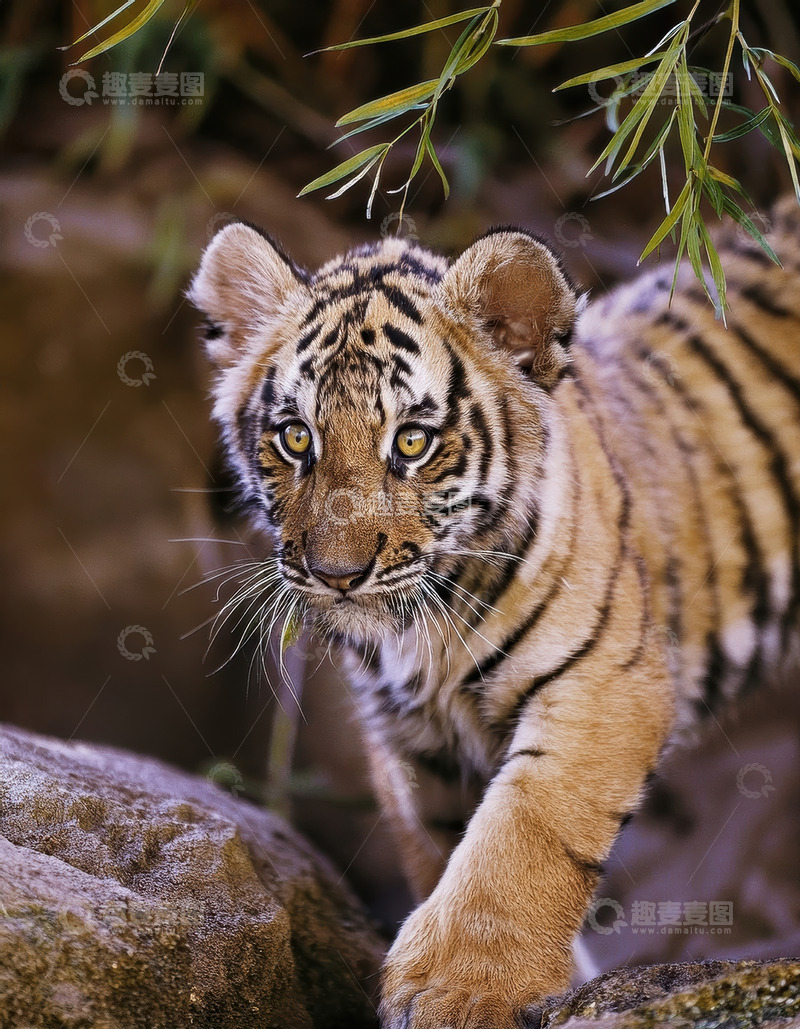 高清大图下载【趣麦麦图】石间行走的虎幼崽