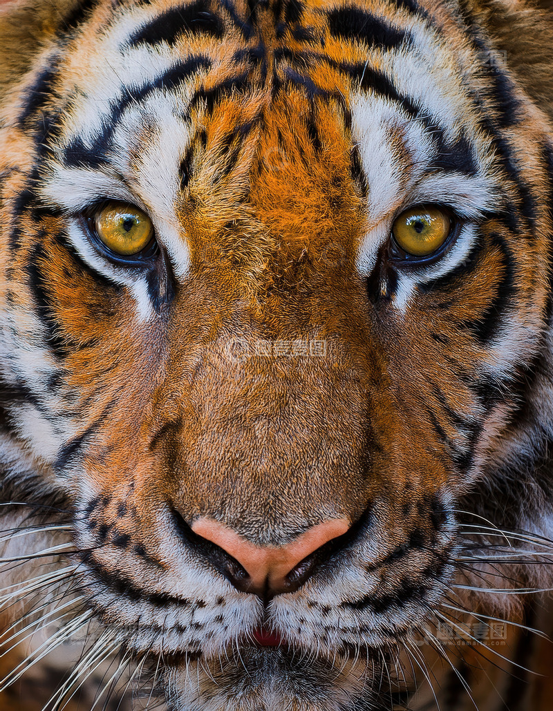 高清大图下载【趣麦麦图】老虎面部特写：锐利目光