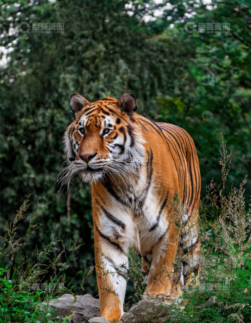 高清大图下载【趣麦麦图】绿林里警觉前行的老虎