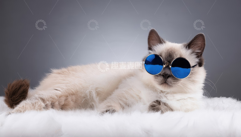 高清大图下载【趣麦麦图】戴墨镜的暹罗猫惬意躺卧