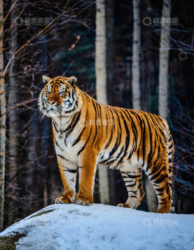 高清大图下载【趣麦麦图】雪地岩石上站立的老虎