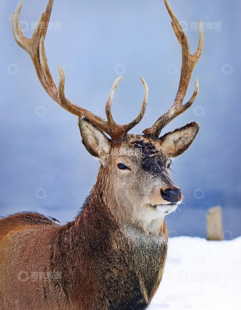 高清大图下载【趣麦麦图】雪地中带大角的健壮鹿