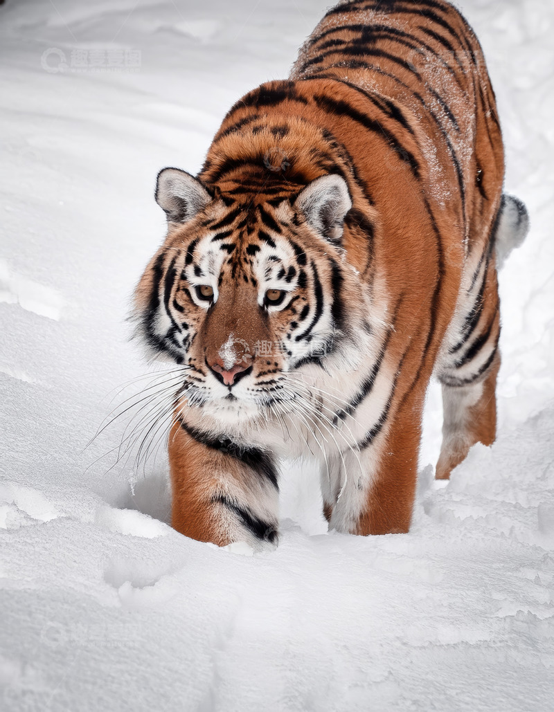 高清大图下载【趣麦麦图】雪地中前行的老虎