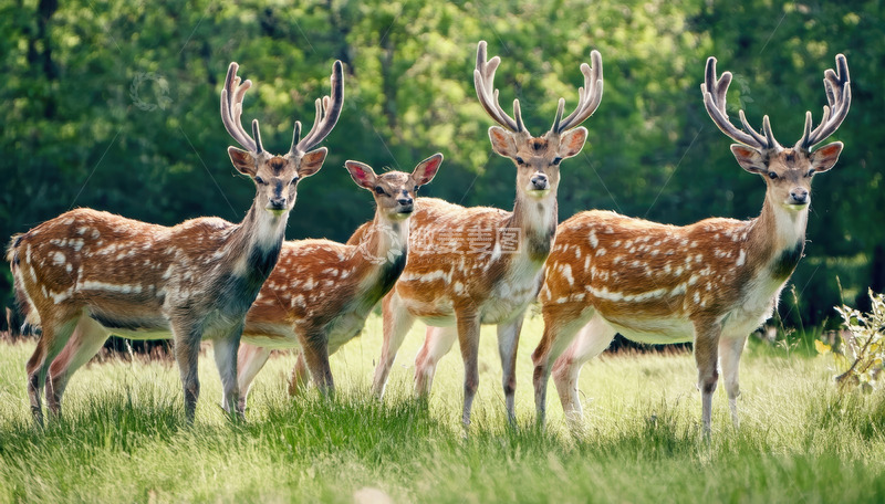 高清大图下载【趣麦麦图】绿草地上的带角斑点鹿群