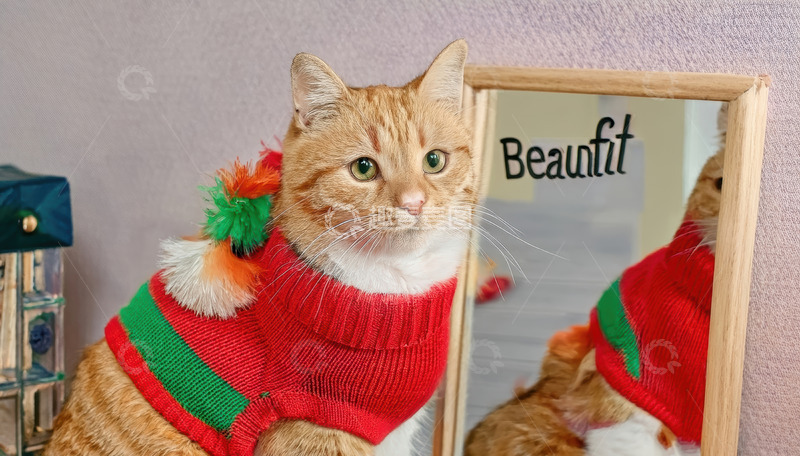 高清大图下载【趣麦麦图】穿毛衣的橘猫与-&ldquo;Beautiful&rdquo;-镜
