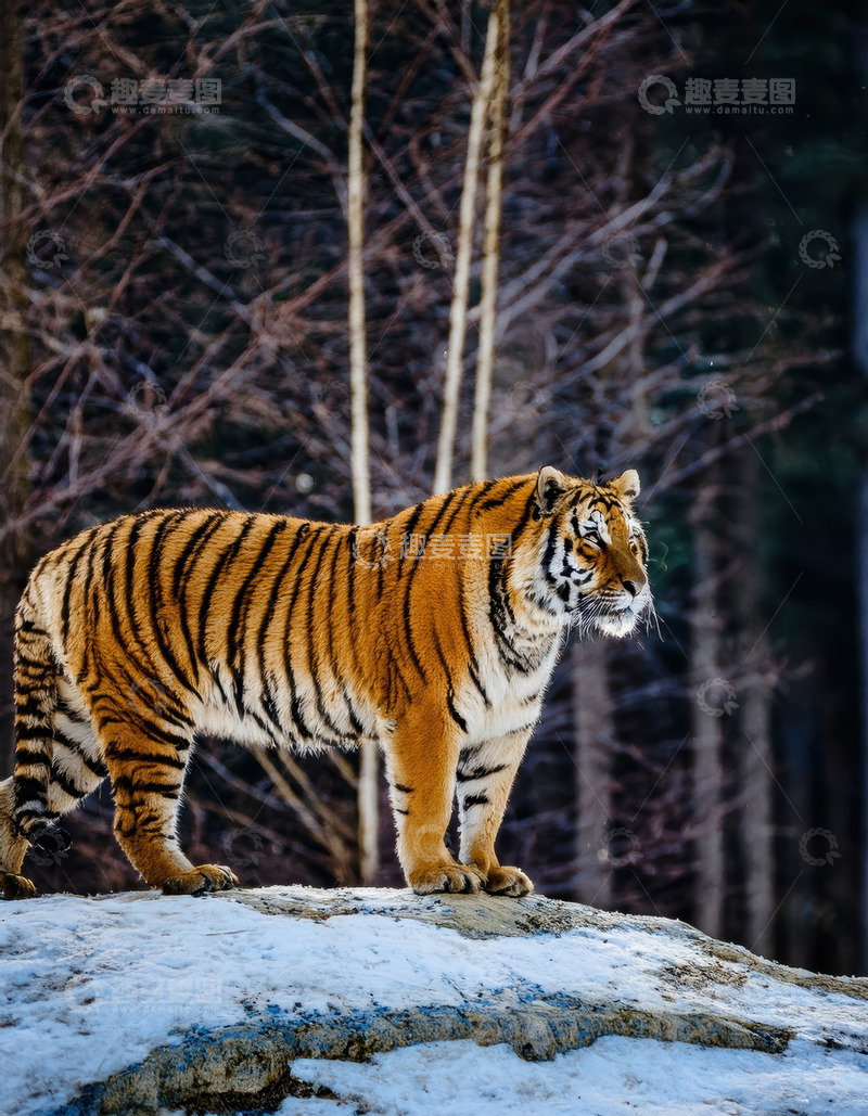 高清大图下载【趣麦麦图】雪地林间巡视的老虎
