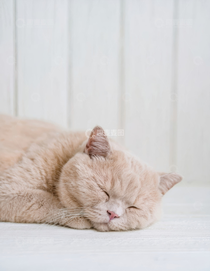 高清大图下载【趣麦麦图】浅橘猫的静谧酣睡时刻