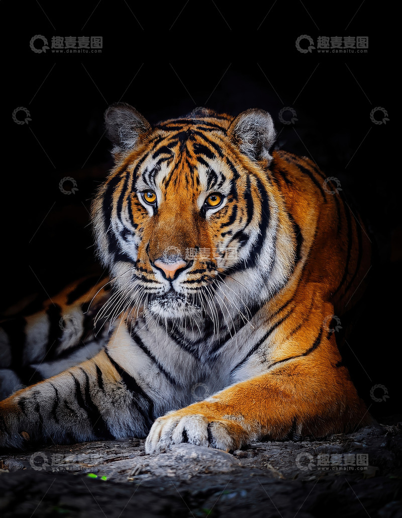 高清大图下载【趣麦麦图】暗调中休憩的威严老虎