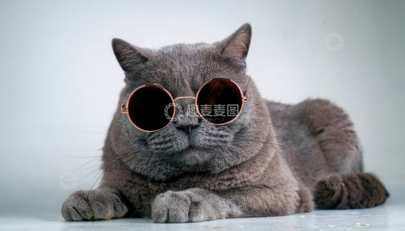 高清大图下载【趣麦麦图】戴墨镜灰猫的慵懒酷态