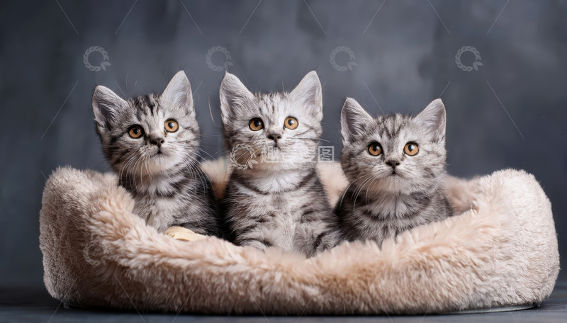 高清大图下载【趣麦麦图】三只虎斑幼猫绒窝中齐望