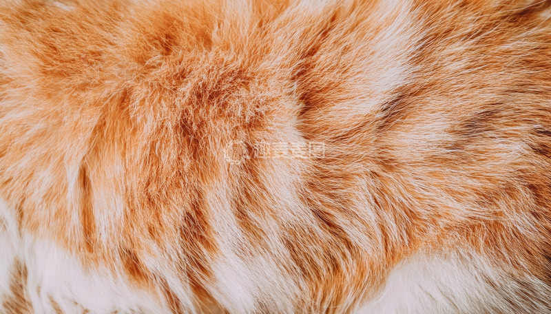 高清大图下载【趣麦麦图】橘白相间的猫咪绒毛特写