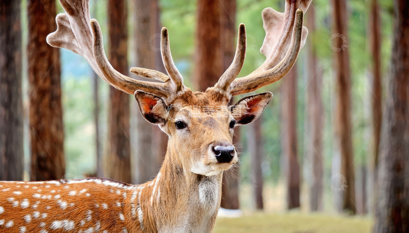 高清大图下载【趣麦麦图】松林间带巨角的斑点鹿