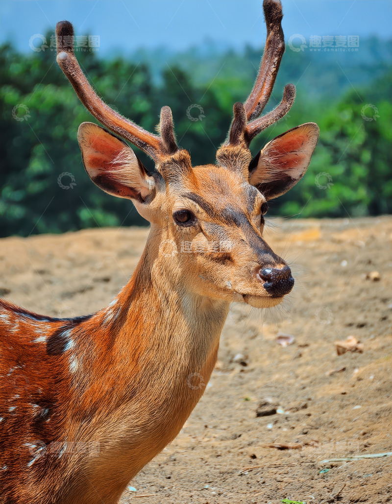 高清大图下载【趣麦麦图】林野间带角的斑点鹿侧影