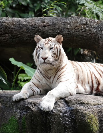 绿荫里静卧的白虎