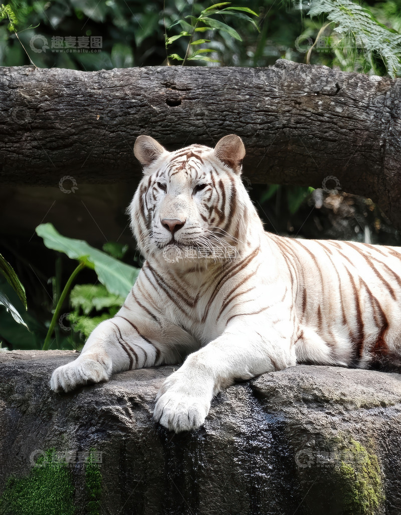高清大图下载【趣麦麦图】绿荫里静卧的白虎