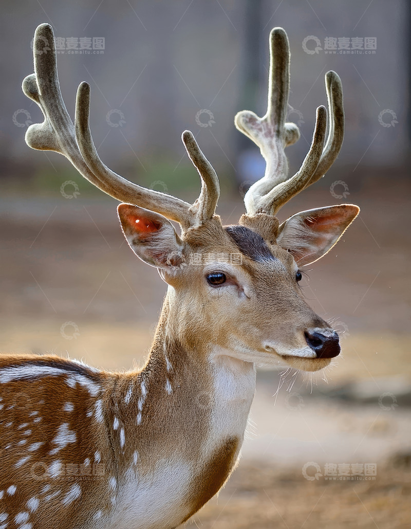 高清大图下载【趣麦麦图】郊野间带茸角的斑点鹿