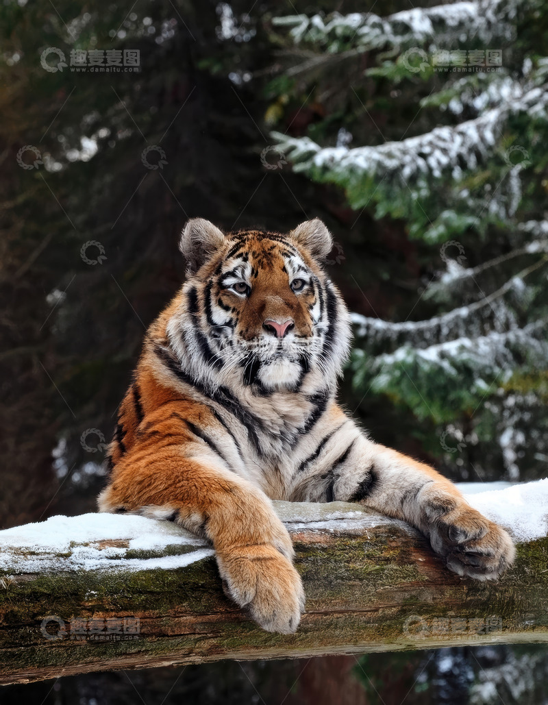 高清大图下载【趣麦麦图】雪木上舒展卧躺的老虎