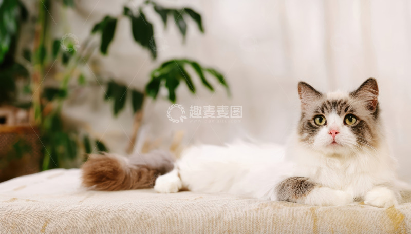 高清大图下载【趣麦麦图】花色布偶猫软榻慵懒静卧