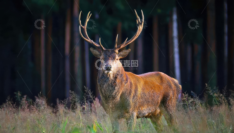 高清大图下载【趣麦麦图】林间草地中的雄伟大角鹿