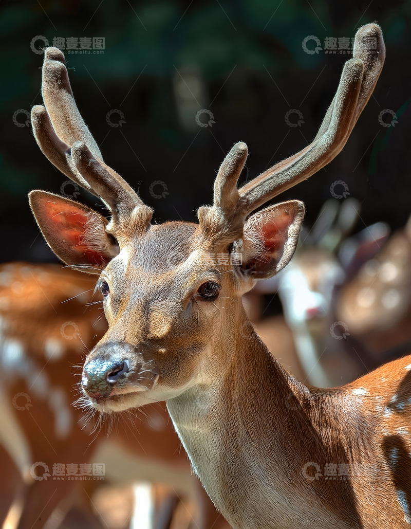 高清大图下载【趣麦麦图】鹿群中斑点鹿的特写镜头