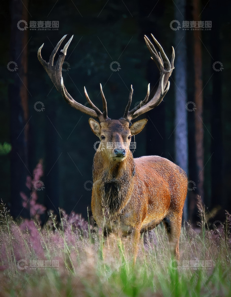 高清大图下载【趣麦麦图】林草间长巨角的健壮雄鹿