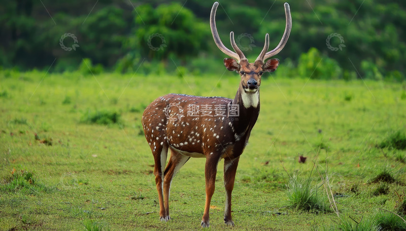 高清大图下载【趣麦麦图】绿草地上带角的斑点鹿