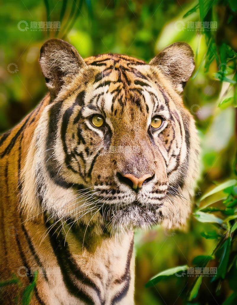 高清大图下载【趣麦麦图】翠叶旁沉思的老虎