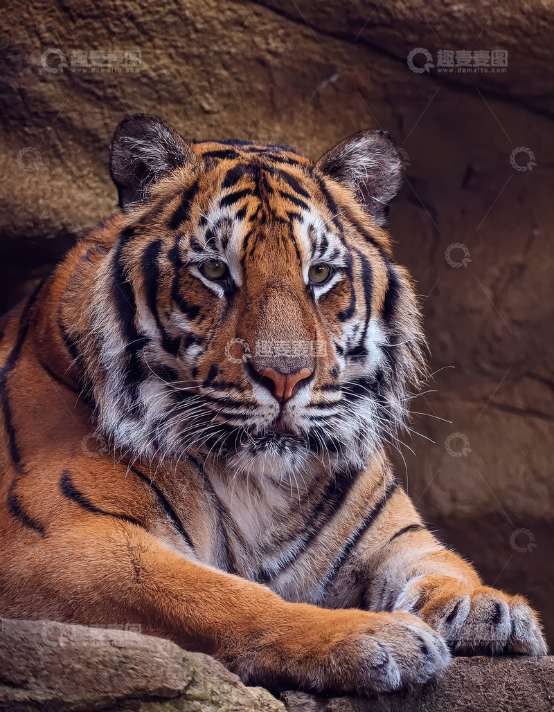 高清大图下载【趣麦麦图】岩洞中休憩的威严老虎