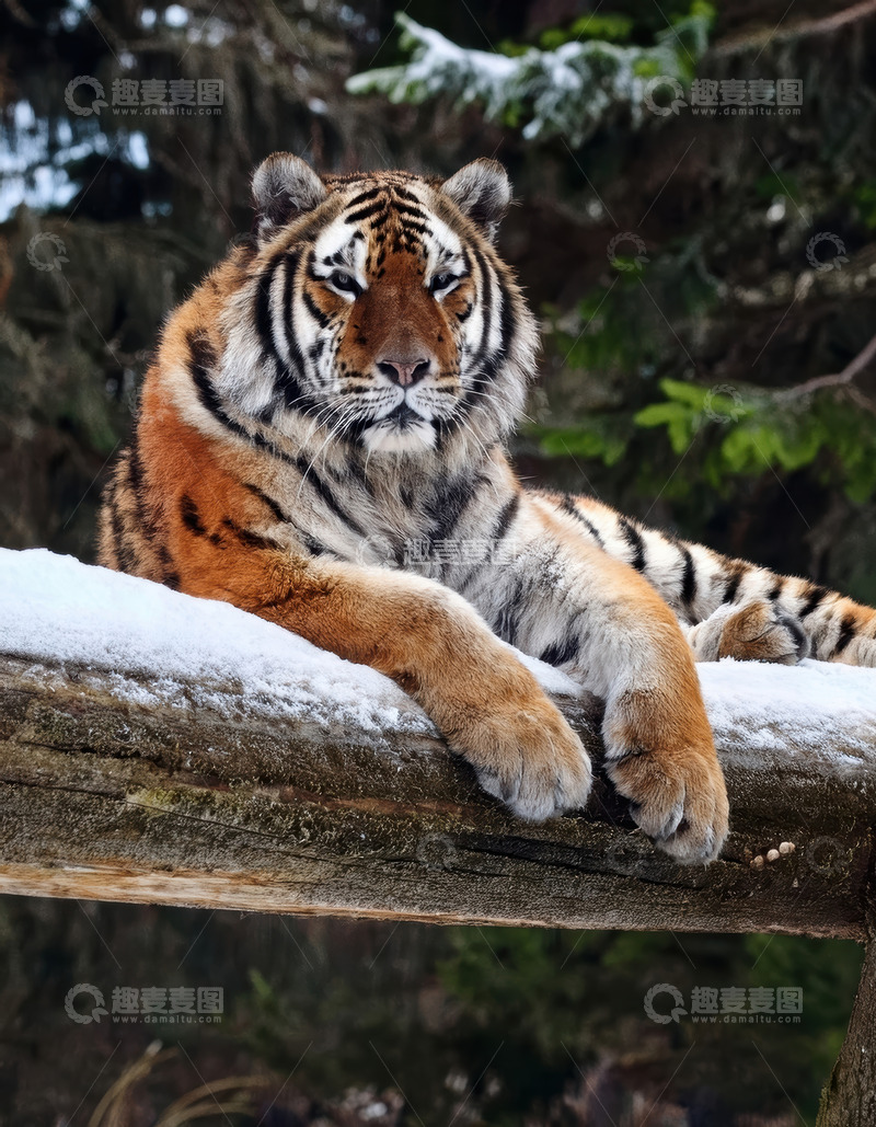 高清大图下载【趣麦麦图】雪木上慵懒侧卧的老虎