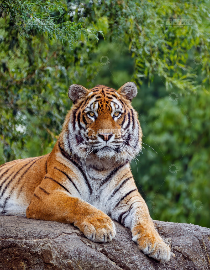 高清大图下载【趣麦麦图】绿林间休憩的健壮老虎