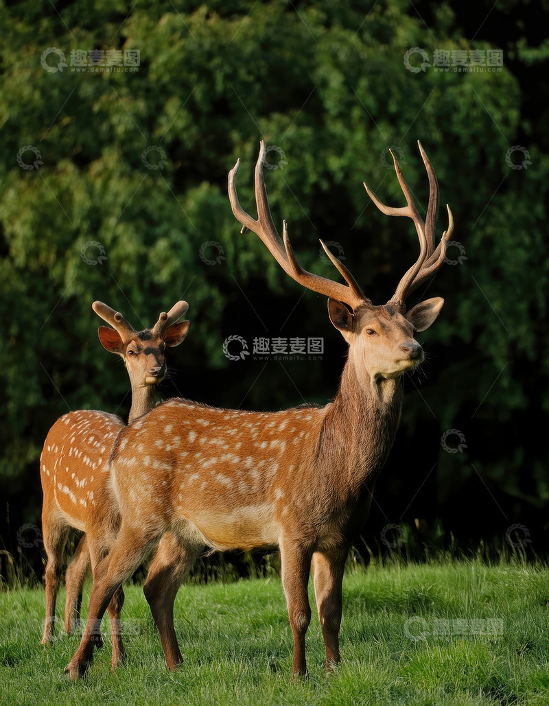 高清大图下载【趣麦麦图】绿草地中带角鹿群的景象