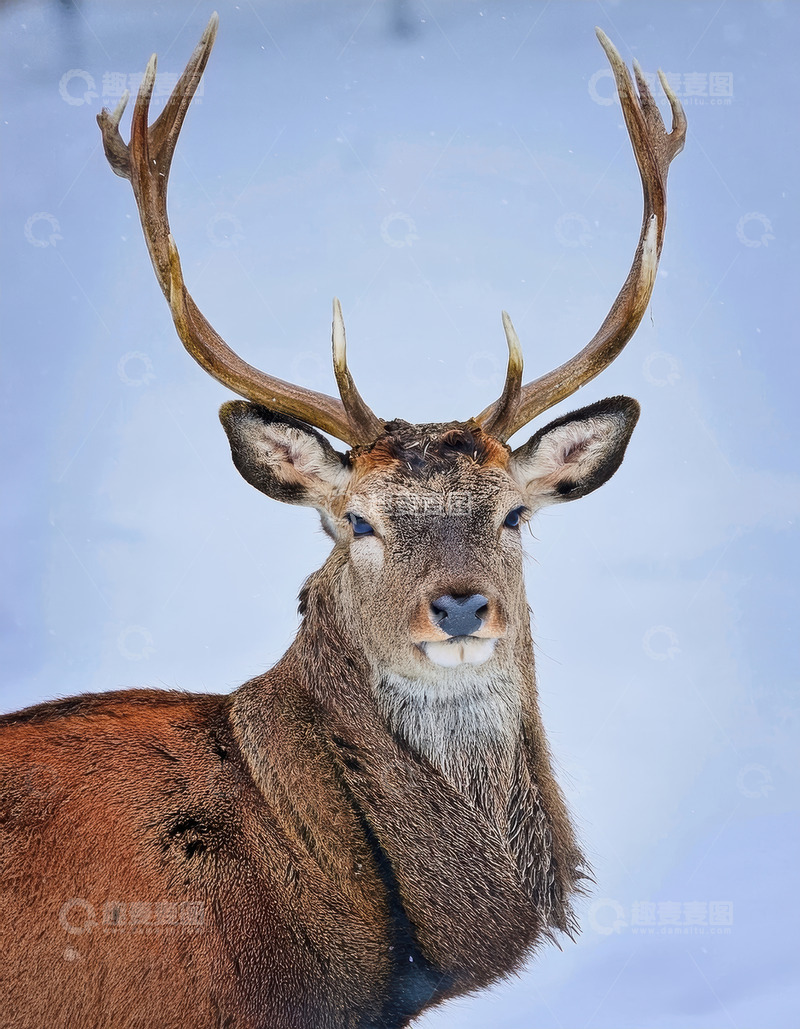 高清大图下载【趣麦麦图】雪境中长角的健硕雄鹿