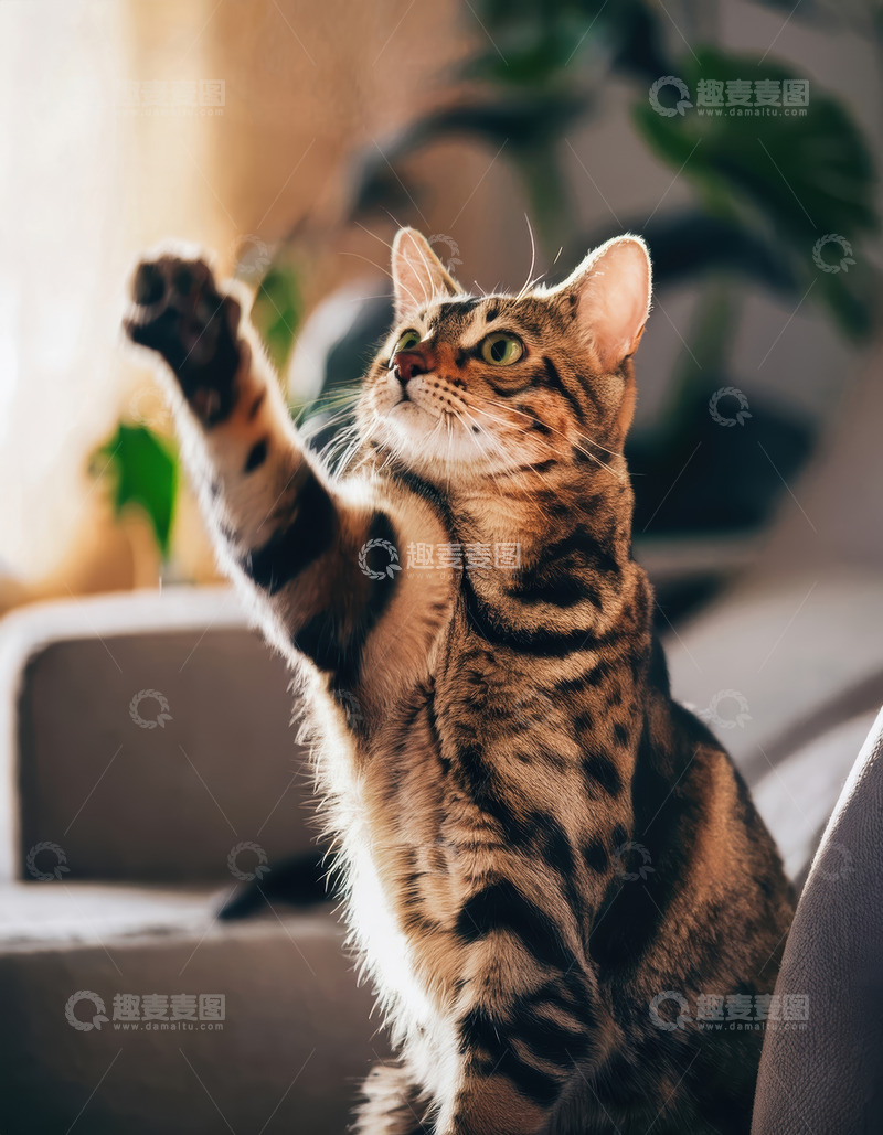 高清大图下载【趣麦麦图】狸花猫扬爪的活泼姿态