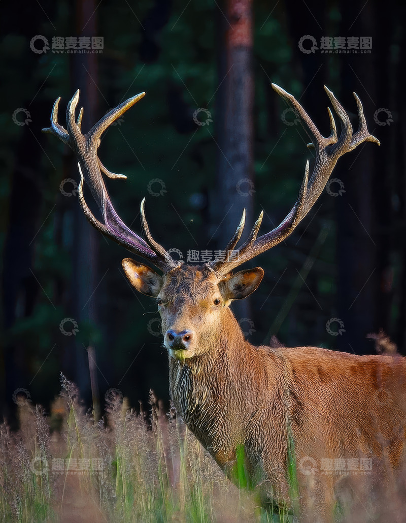 高清大图下载【趣麦麦图】林间草丛中带巨角的鹿