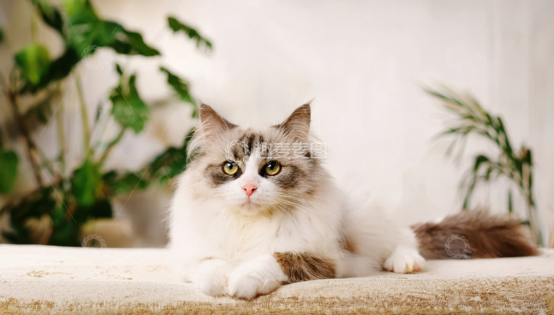 高清大图下载【趣麦麦图】花色长毛猫软榻前慵懒休憩