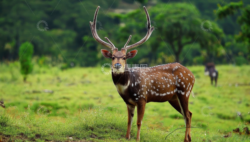 高清大图下载【趣麦麦图】绿野中长角的斑点鹿