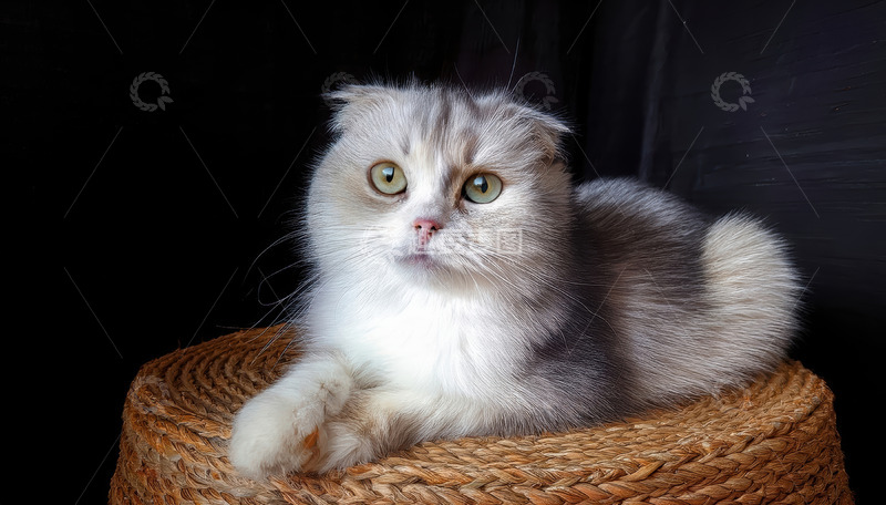 高清大图下载【趣麦麦图】灰白折耳猫藤垫上可爱趴卧