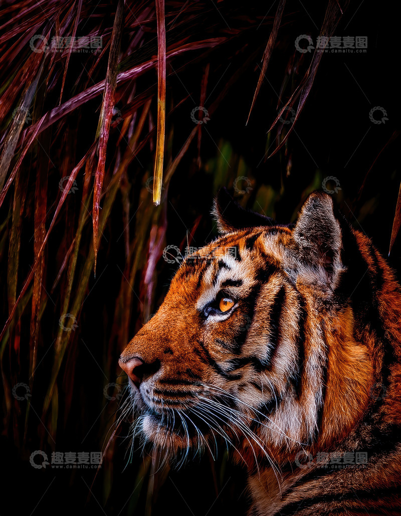 高清大图下载【趣麦麦图】暗夜草丛中警觉的老虎