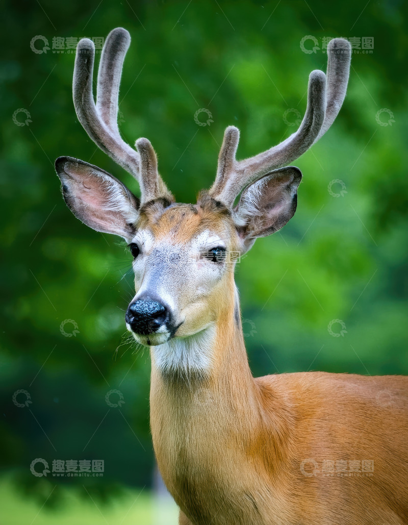 高清大图下载【趣麦麦图】绿影中带角鹿的特写
