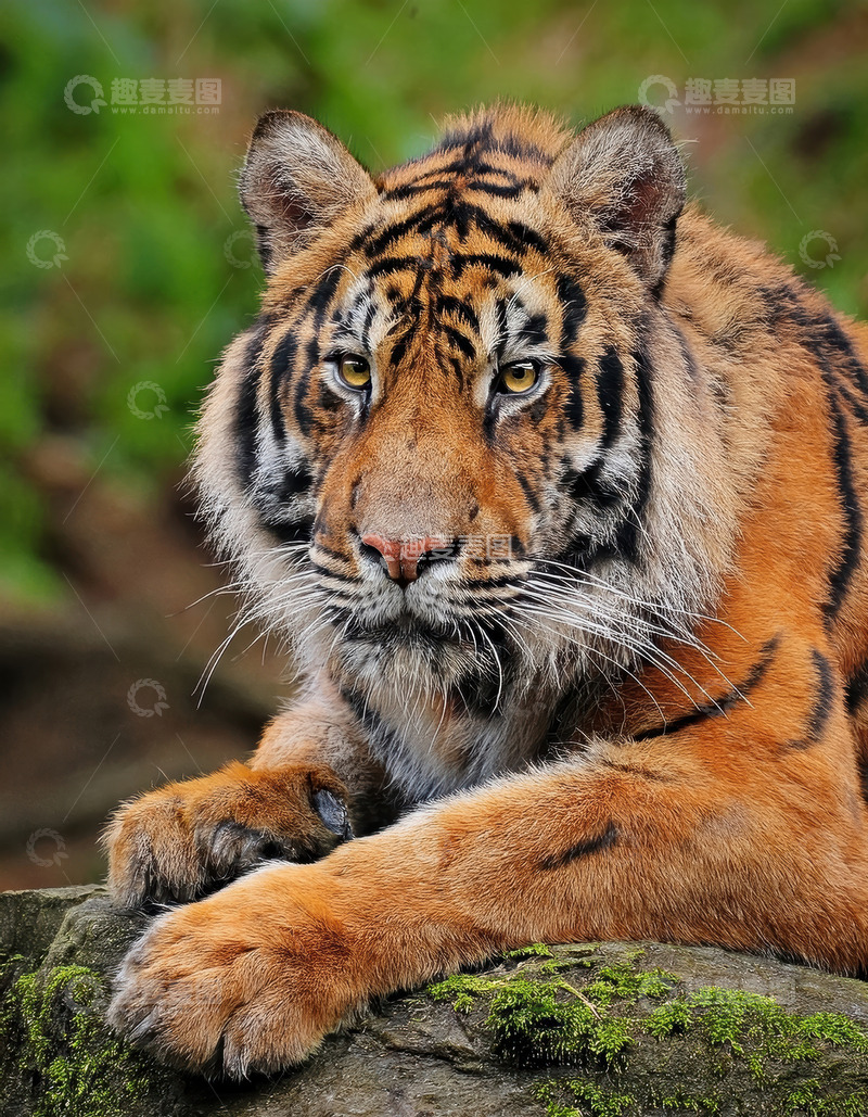 高清大图下载【趣麦麦图】绿岩上休憩的成年老虎休憩植被橙色