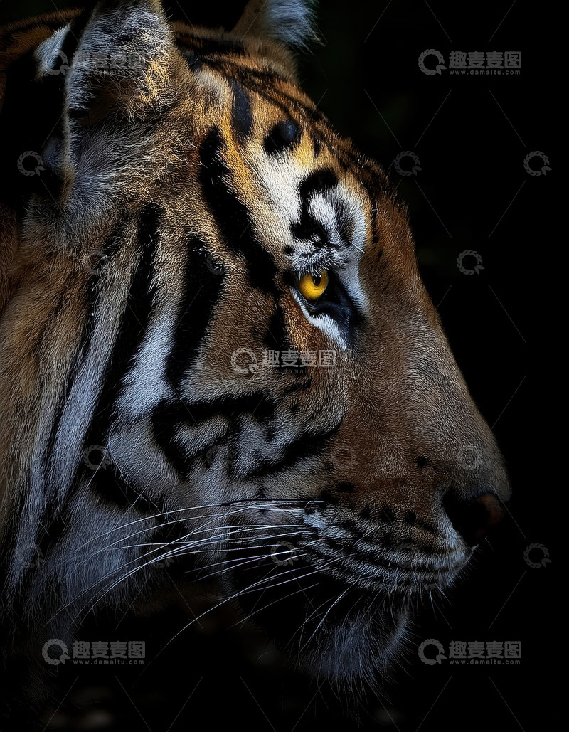 高清大图下载【趣麦麦图】暗调中老虎的侧颜特写