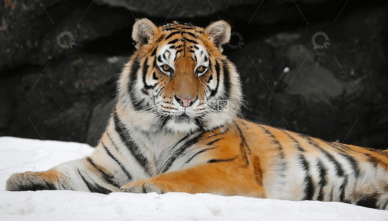 高清大图下载【趣麦麦图】雪地暗影旁卧着的老虎