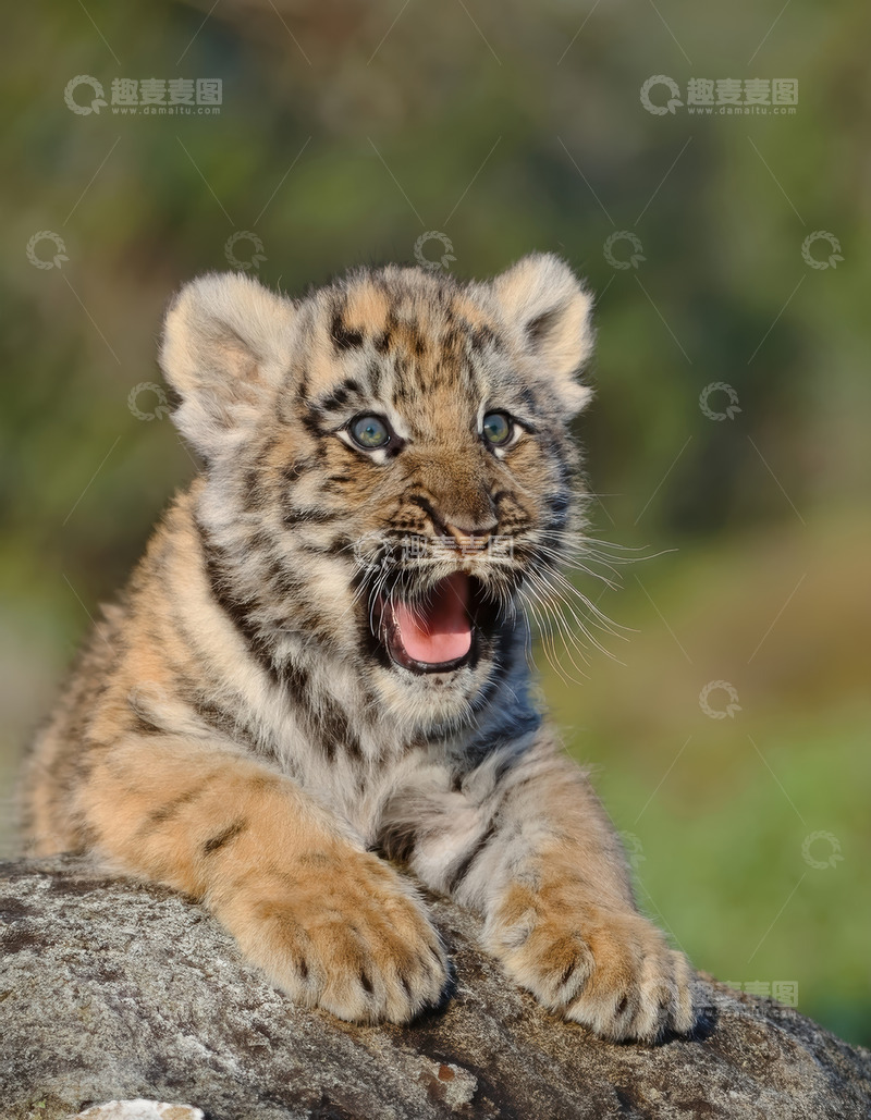 高清大图下载【趣麦麦图】-岩石上打哈欠的虎宝宝