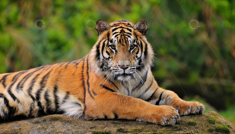 高清大图下载【趣麦麦图】绿岩间卧躺的威严老虎