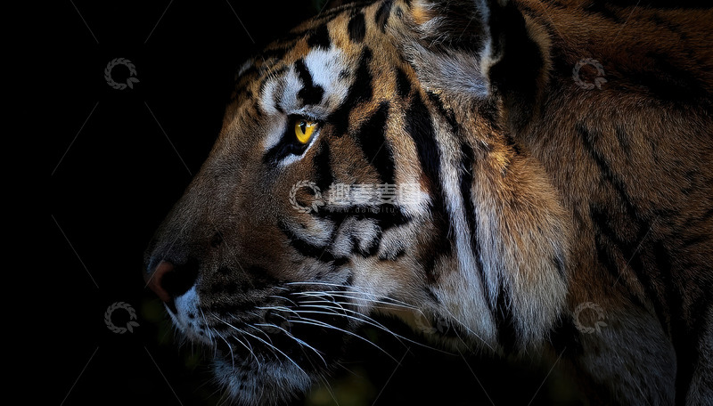 高清大图下载【趣麦麦图】暗夜中侧影威严的老虎