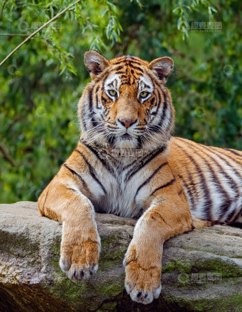高清大图下载【趣麦麦图】绿荫中安卧的强壮老虎