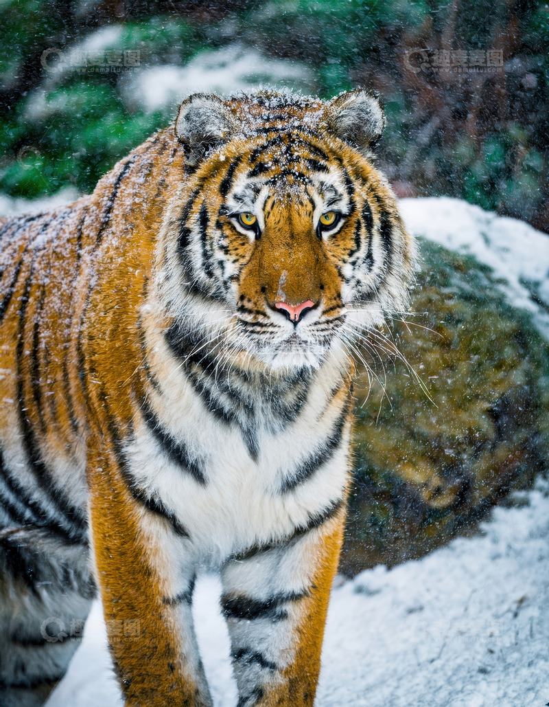 高清大图下载【趣麦麦图】雪地林间威严的老虎